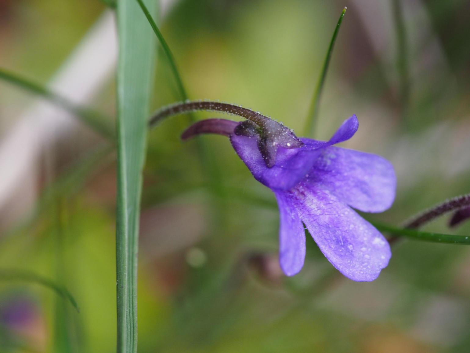 Butterwort, Common